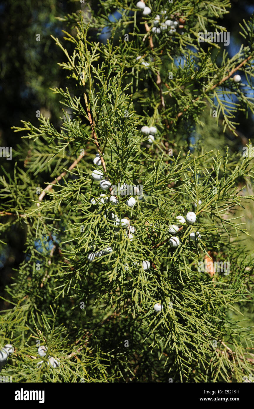 Chinese juniper Stock Photo