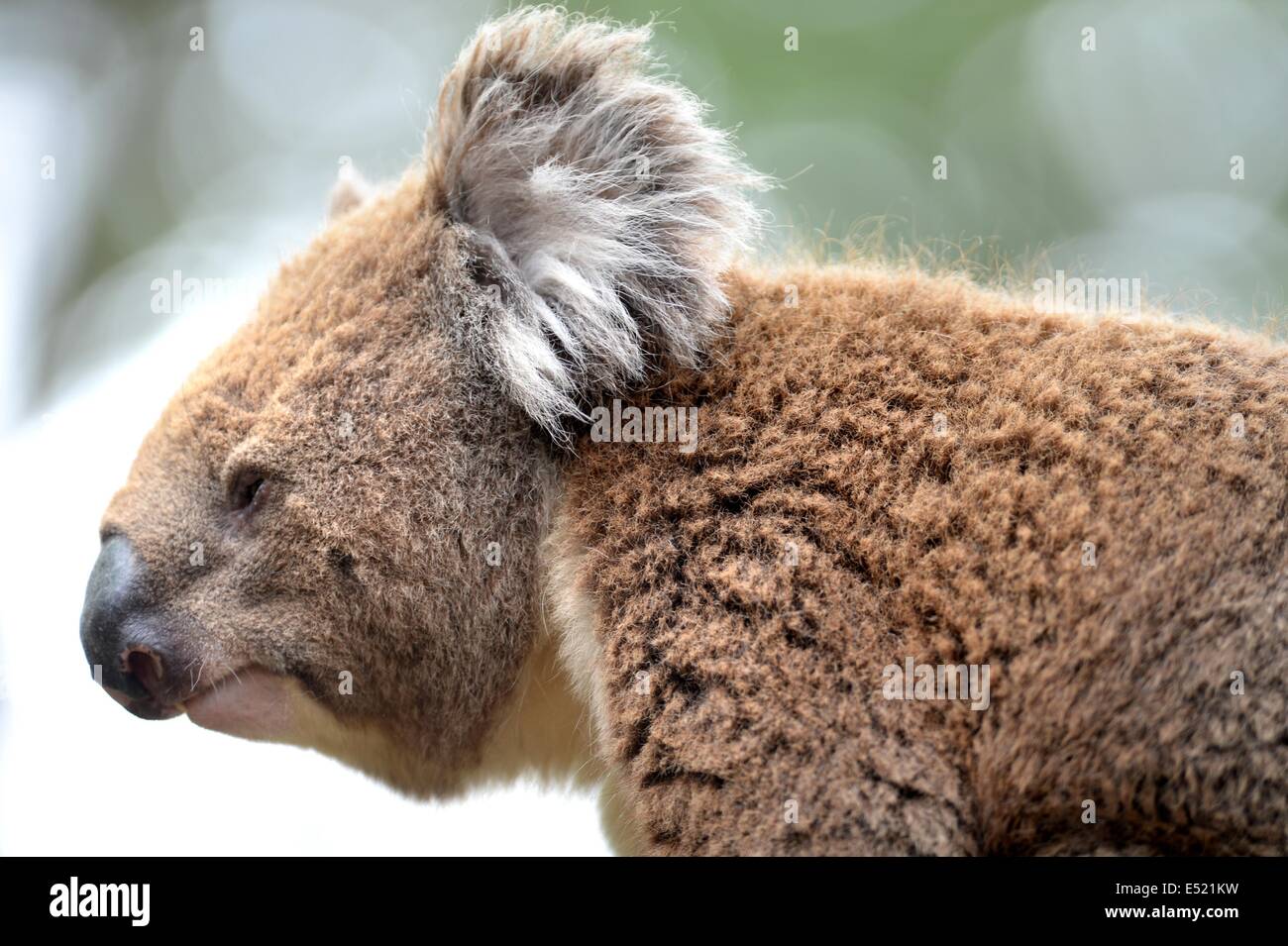 An Australian Koala in its natural habitat Stock Photo Alamy
