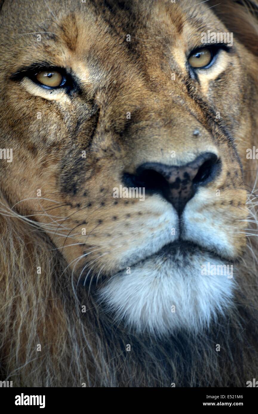 Color lion hi-res stock photography and images - Alamy
