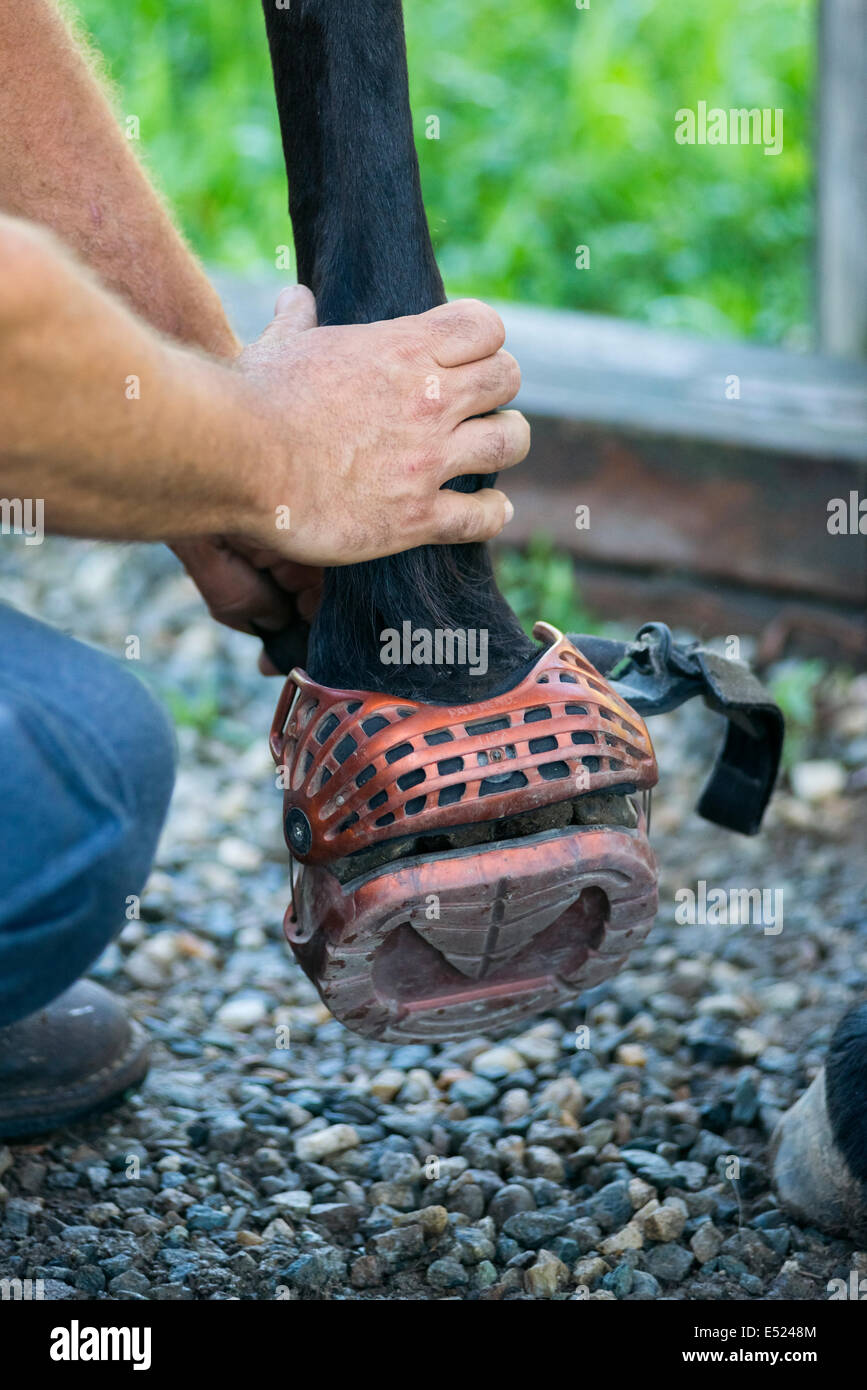 Horse boots for barefoot hooves Stock Photo Alamy