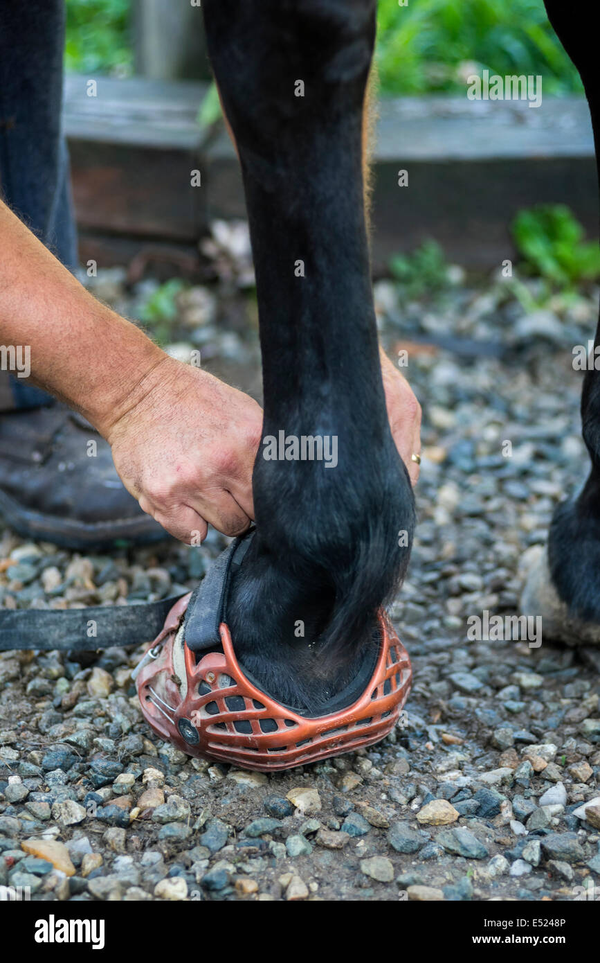 Horse boots for barefoot hooves Stock Photo
