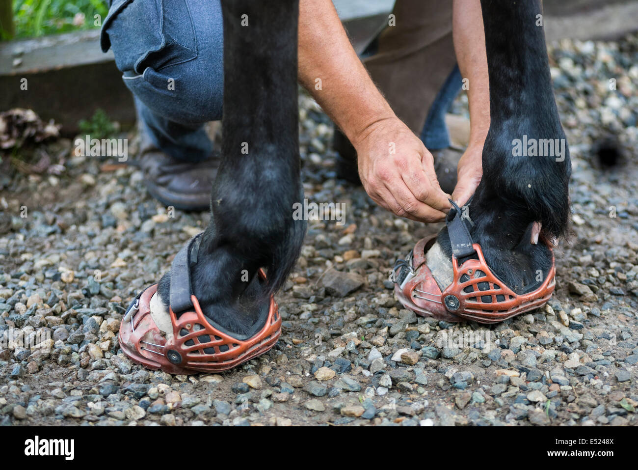 Man puts on horse boots for barefoot hooves Stock Photo
