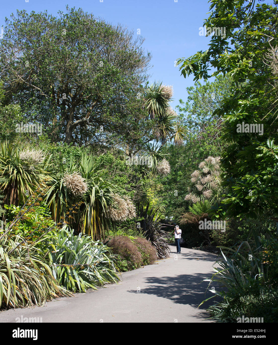 Morrab Gardens, Penzance, Cornwall, UK. A public garden with a