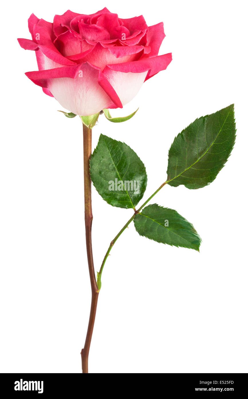 a single red rose Stock Photo Alamy