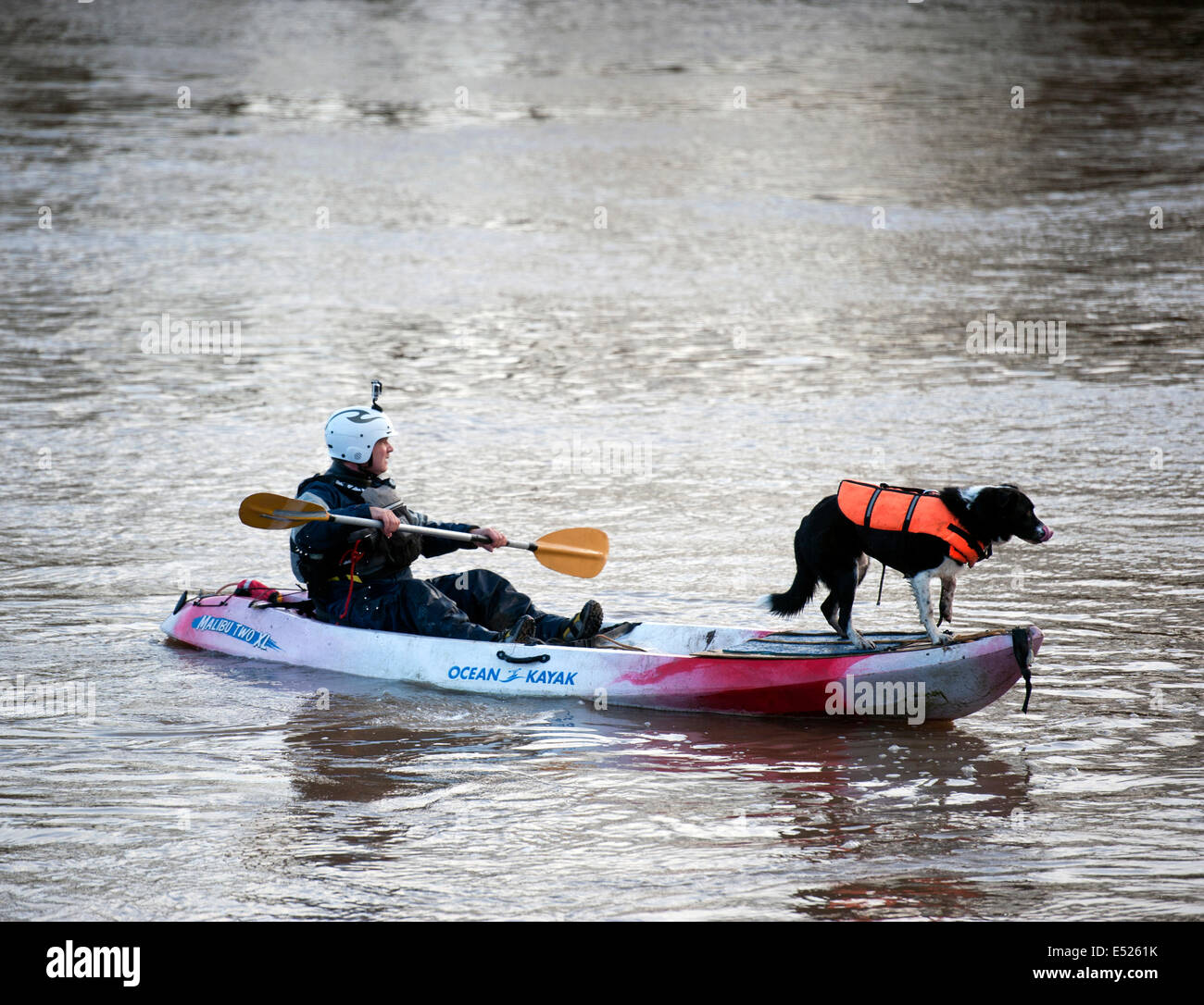 A dog with a buoyancy aid on a kayak waiting for the Severn Bore at Newnham-on-Severn, Gloucestershire UK 2014 Stock Photo