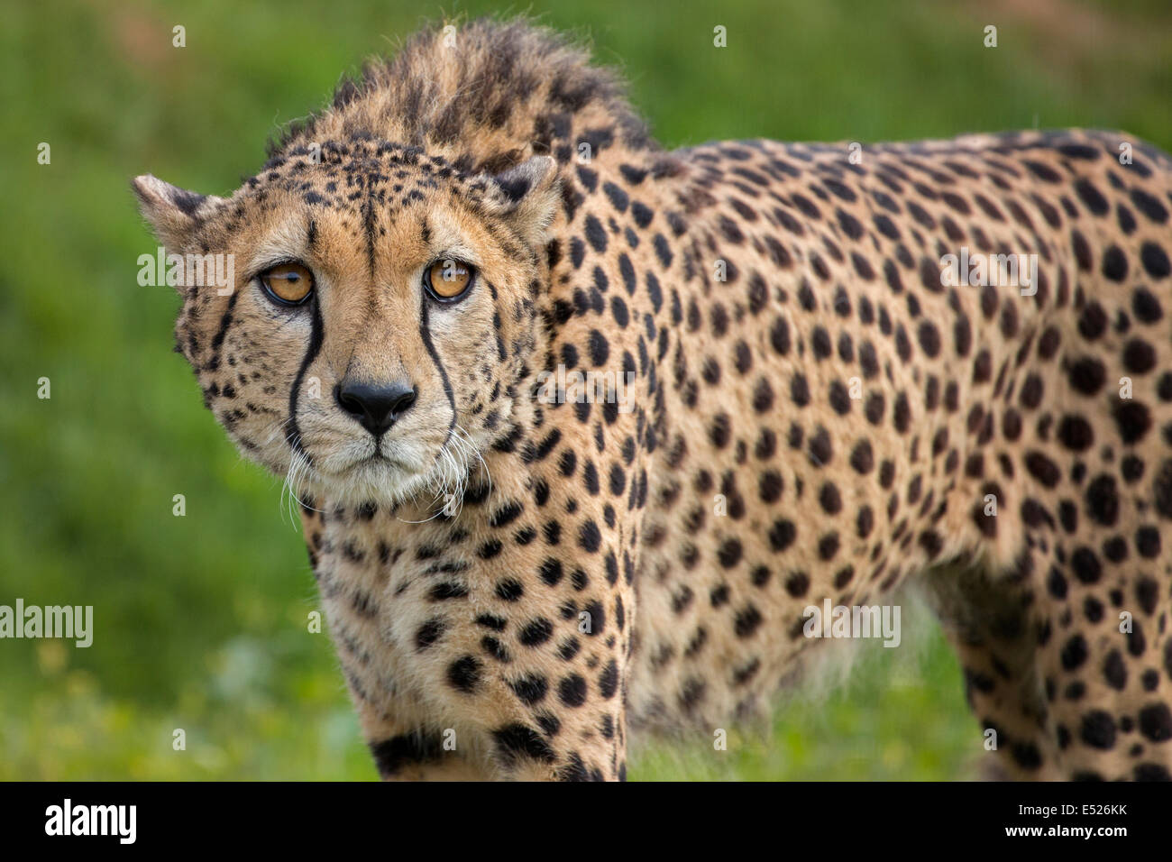 Cheetah Stock Photo