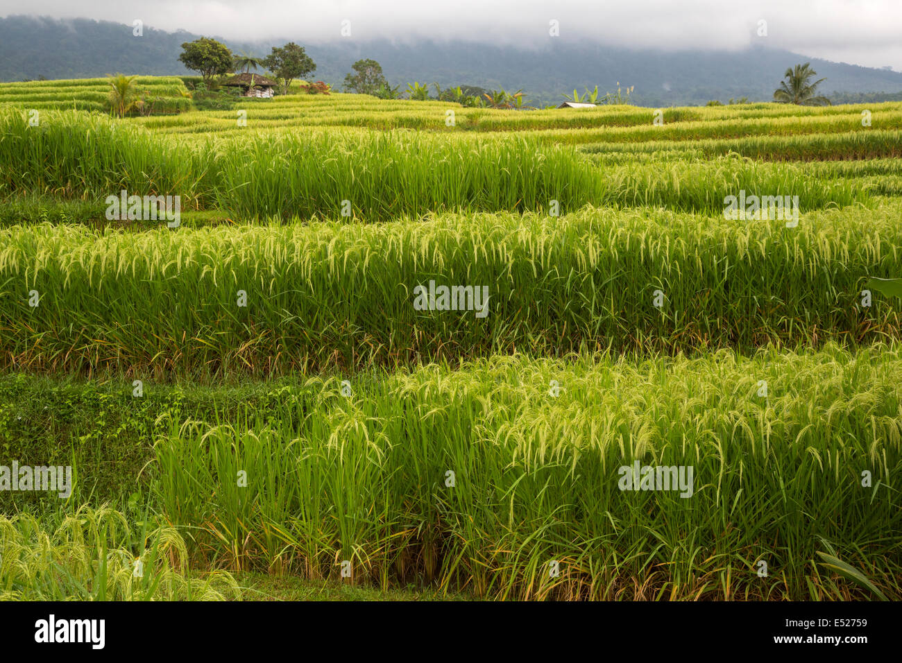 Jatiluwih, Bali, Indonesia.  Terraced Rice Fields. Stock Photo