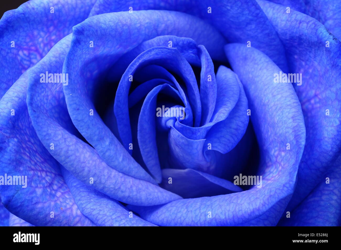 Close up of blue rose petals Stock Photo Alamy