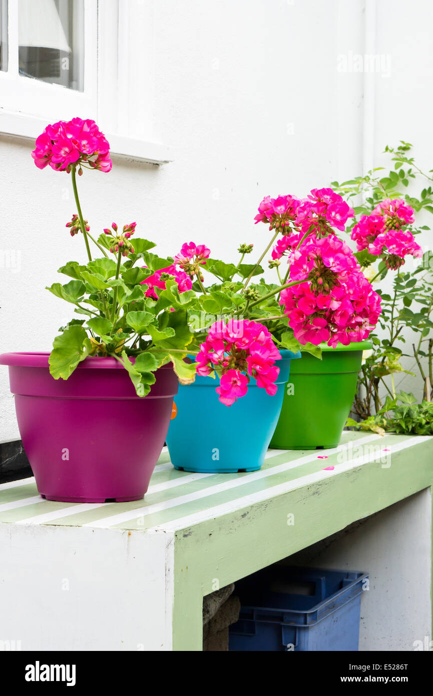 Pink hydrangeas on colorful pots in a garden Stock Photo