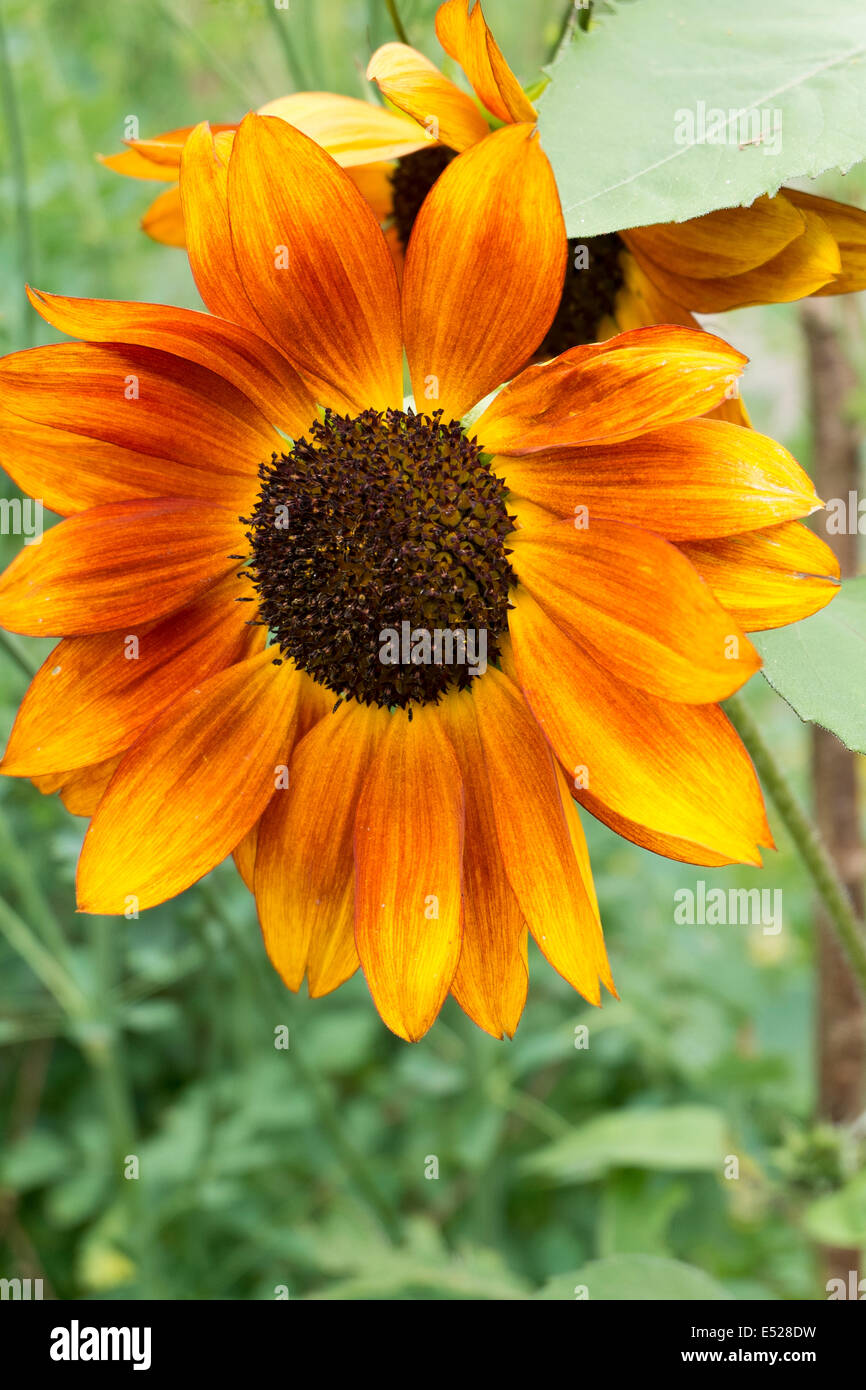 Helianthus annuus 'Earthwalker' Sunflower Stock Photo