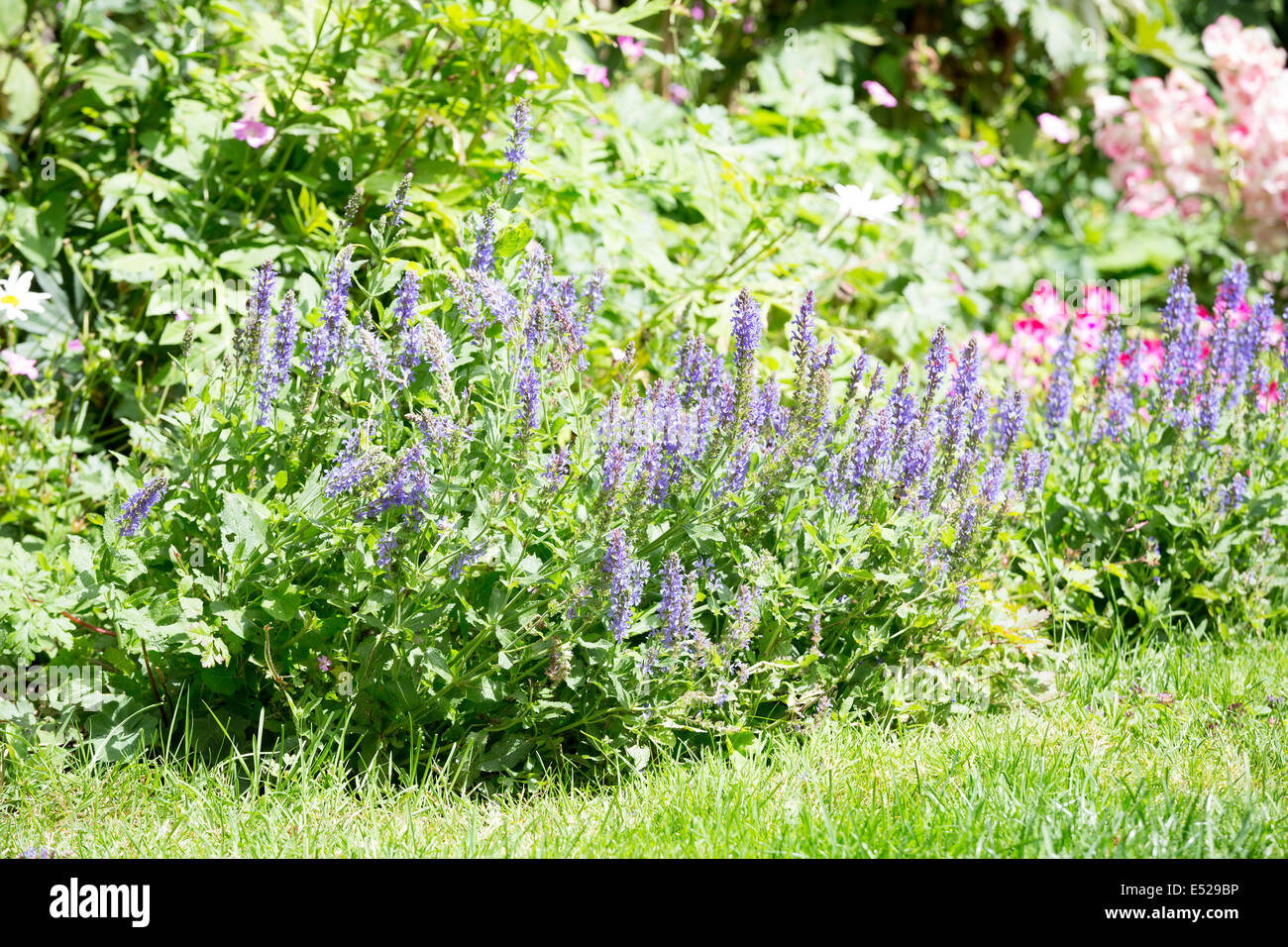 Victoria Blue Salvia, Salvia farinacea Stock Photo