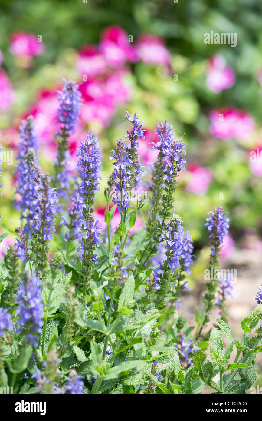 Salvia farinacea, Victoria Blue Salvia Stock Photo