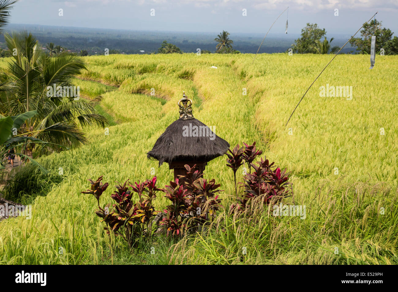 Jatiluwih Bali Indonesia Shrine To Sri The Rice Goddess In A