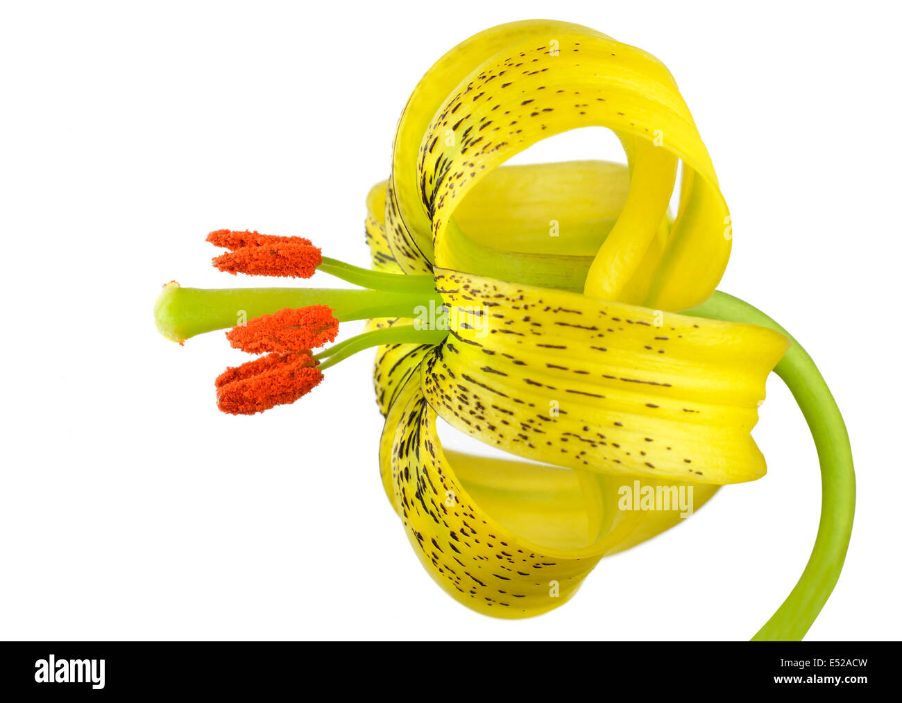 Yellow Asiatic lily with Black Spots and Orange Anthers Isolated on White Stock Photo