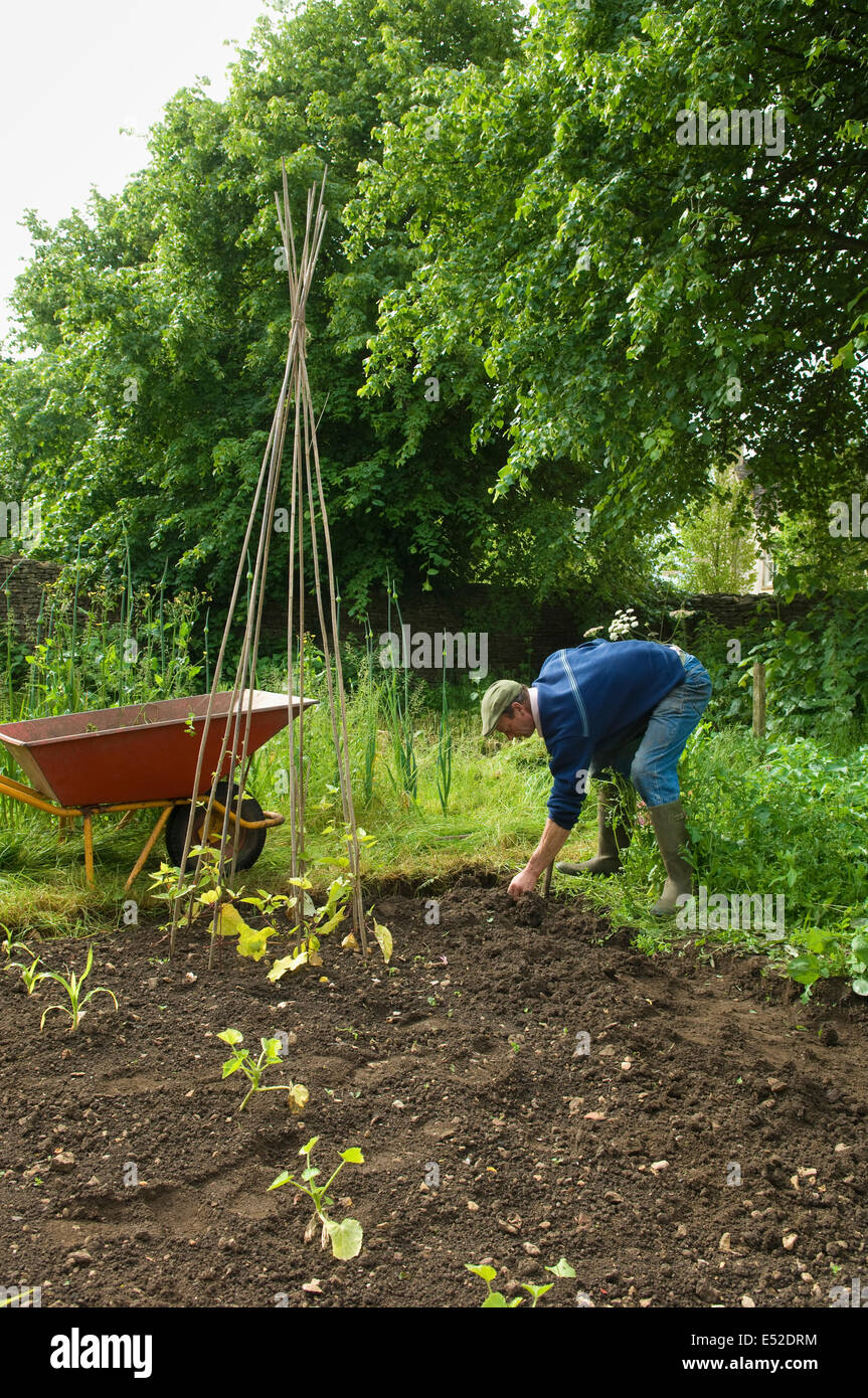 A man in boots digging in the soil in his vegetable garden. Runner beans planted. Stock Photo
