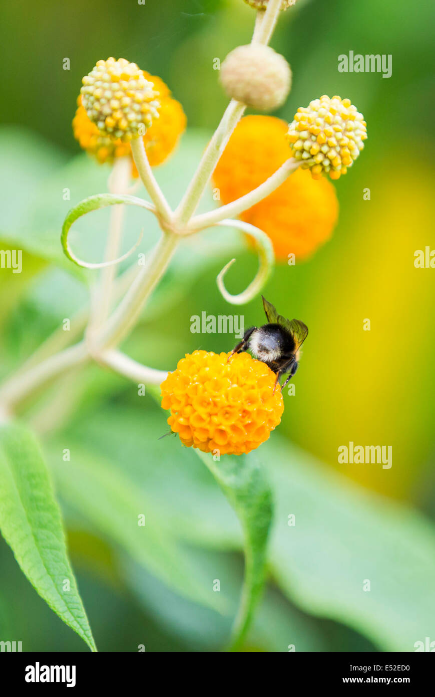 Bumble bee pollen hi-res stock photography and images - Alamy