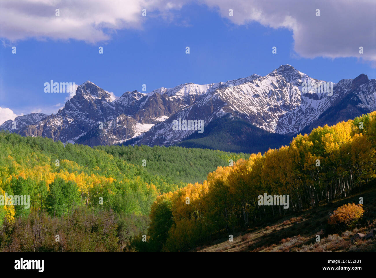 Mount Sneffels in the San Juan Mountains, in Ouray County. Aspen trees in autumn. Stock Photo