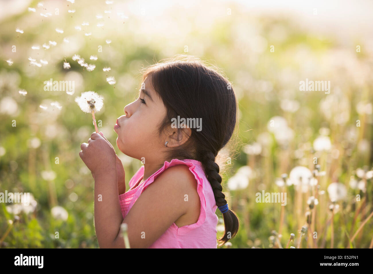 A young child in a field of flowers, blowing the fluffy seeds off a dandelion seedhead clock. Stock Photo