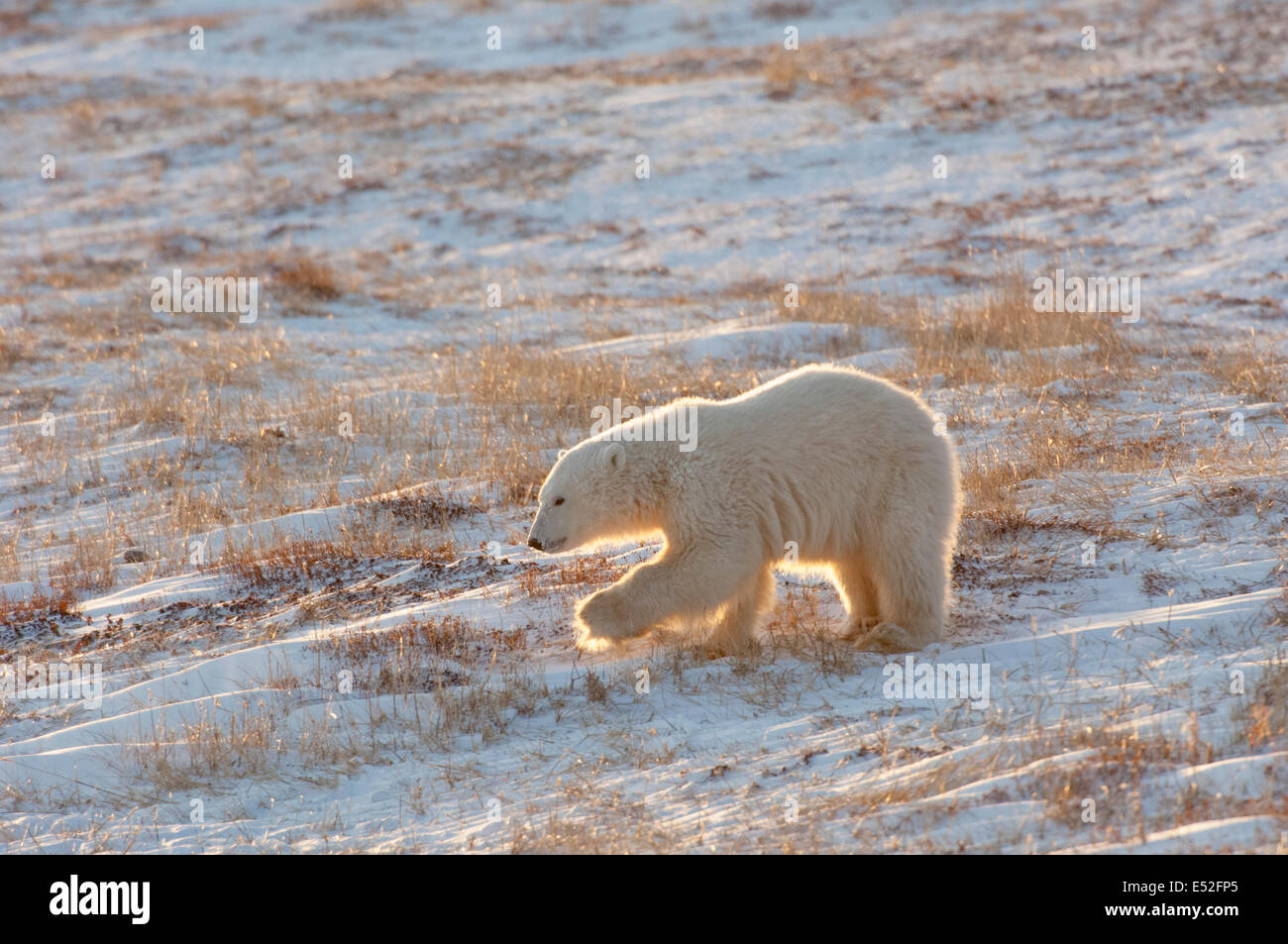 A polar bear crossing a snowfield, at sunset. Stock Photo