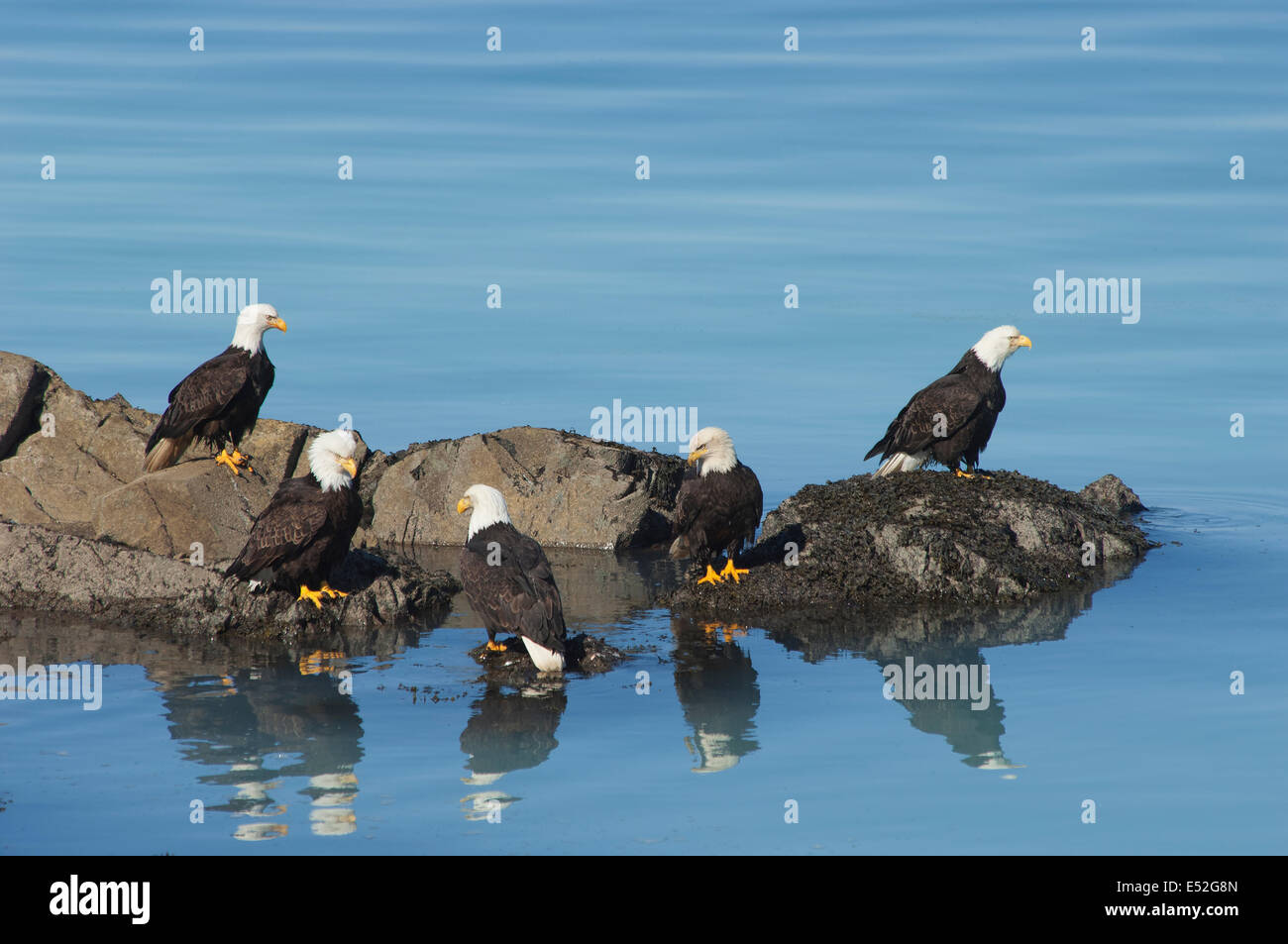 A group of bald eagles, Haliaeetus leucocephalus, perched on rocks by water. Stock Photo