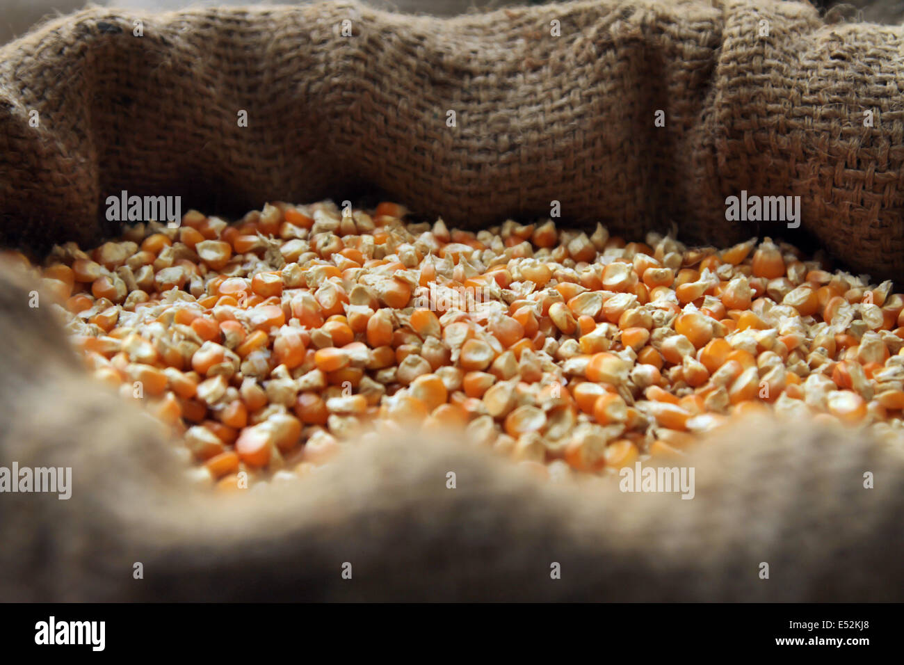 Corn sack hires stock photography and images Alamy