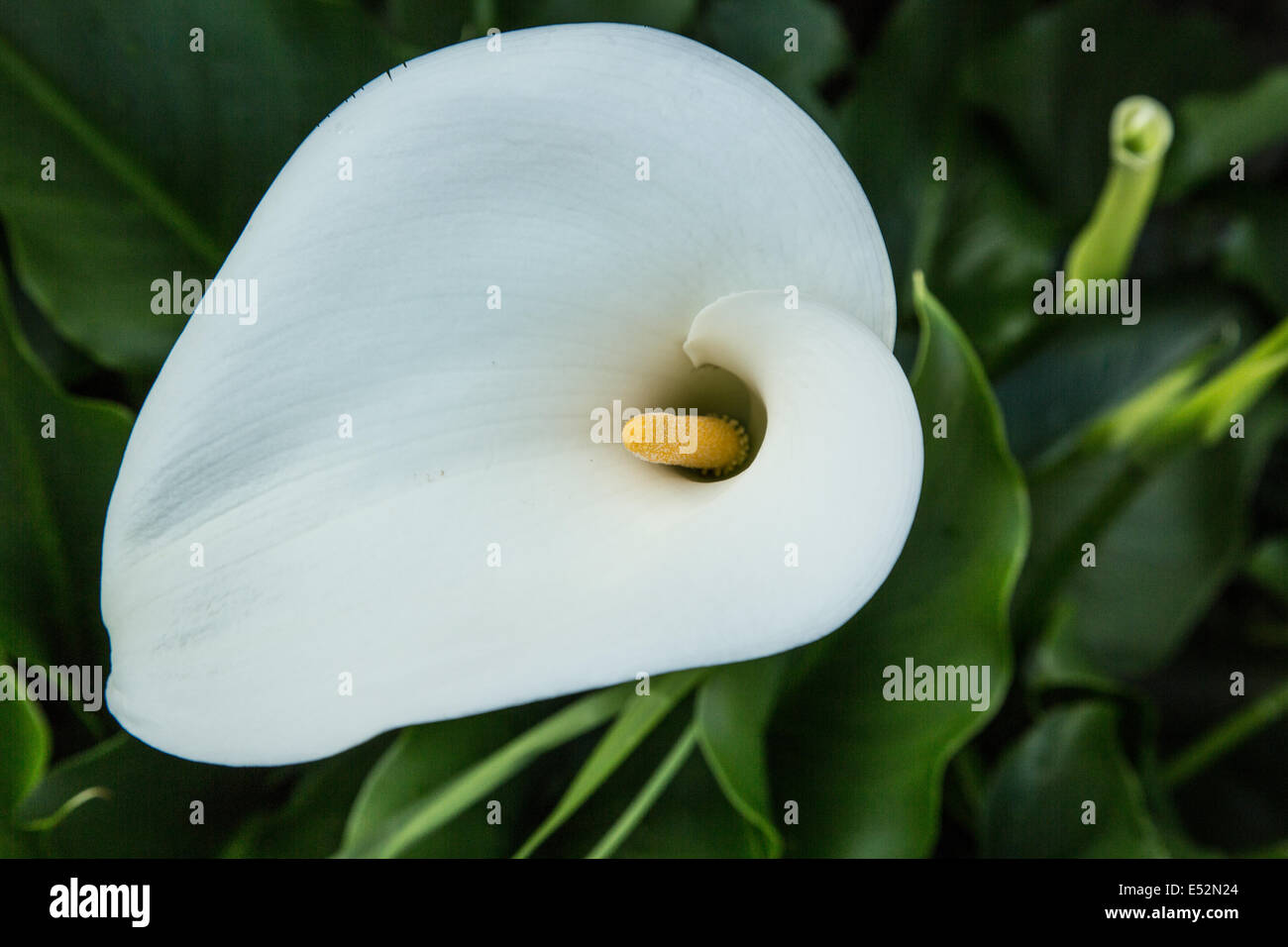 arum lily flower Stock Photo Alamy