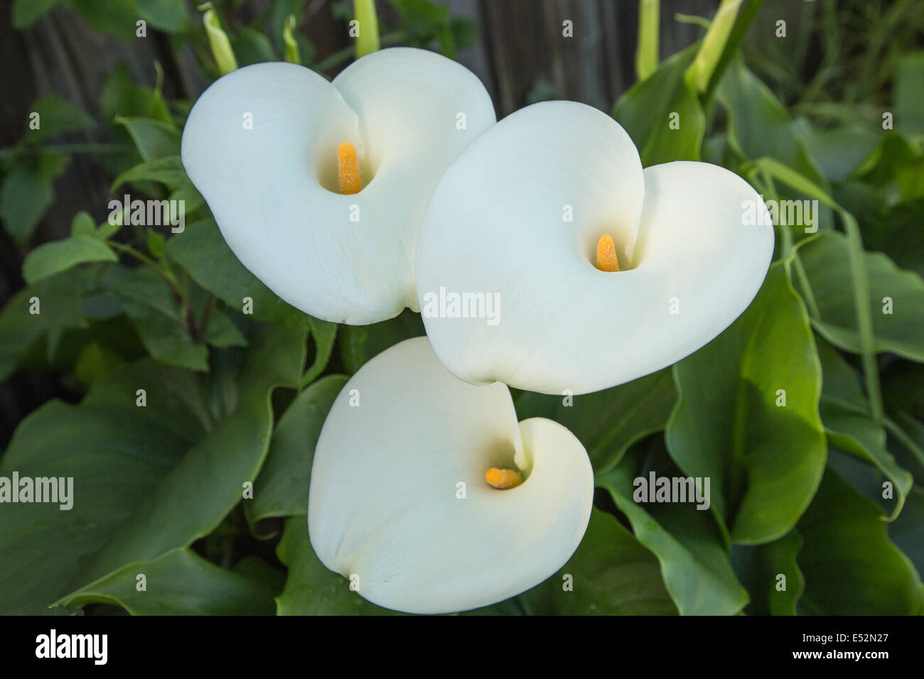 arum lily flowers Stock Photo Alamy