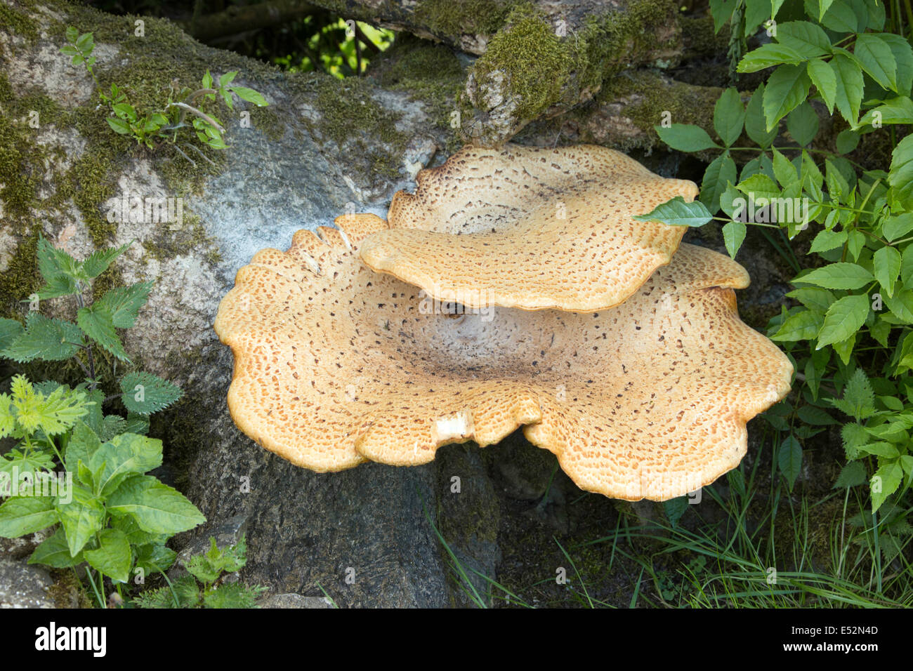 Large Bracket fungi Stock Photo Alamy
