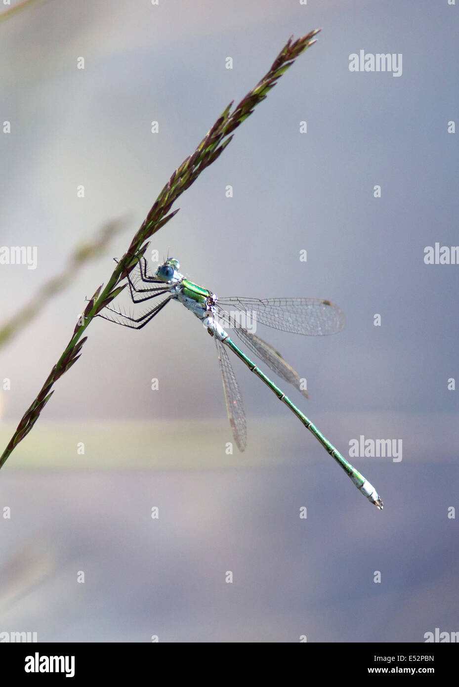 Male Emerald Damselfly Lestes sponsa perched above an acidic bog pool at Thursley Common in Surrey UK Stock Photo