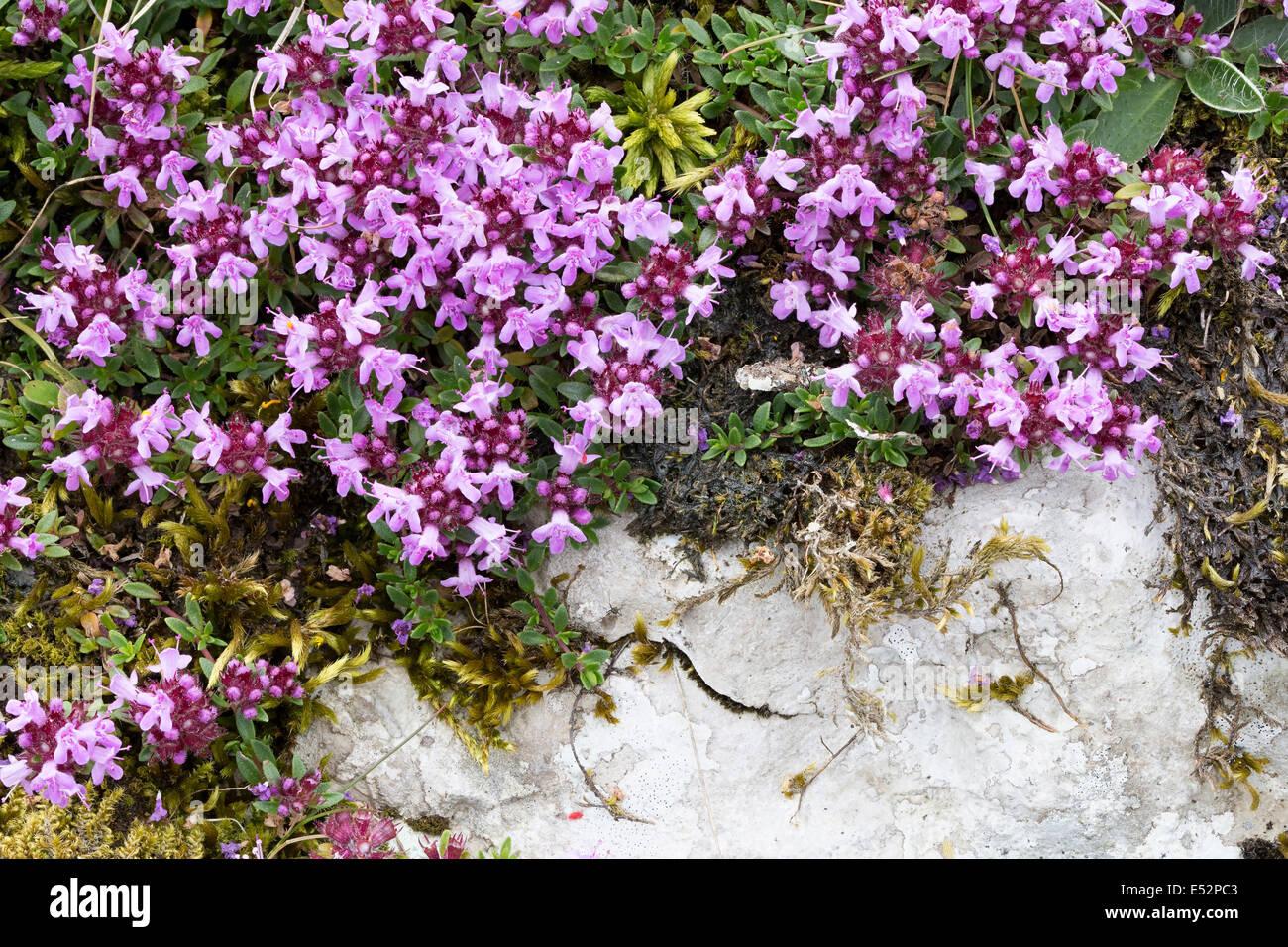 Common Thyme flowers Thymus vulgaris growing on limestone in Lathkill