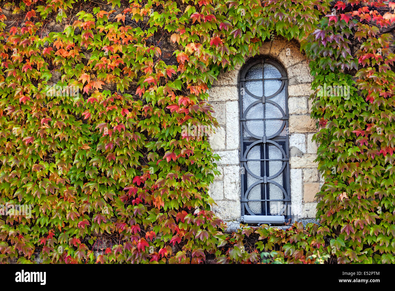 window on the old stone wall with orange and green leaves Stock Photo ...