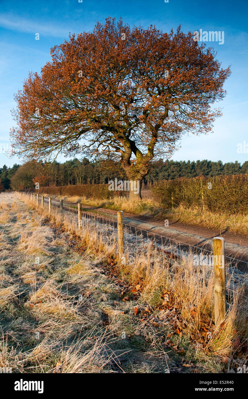 Winter in Blidworth, Nottinghamshire England UK Stock Photo Alamy