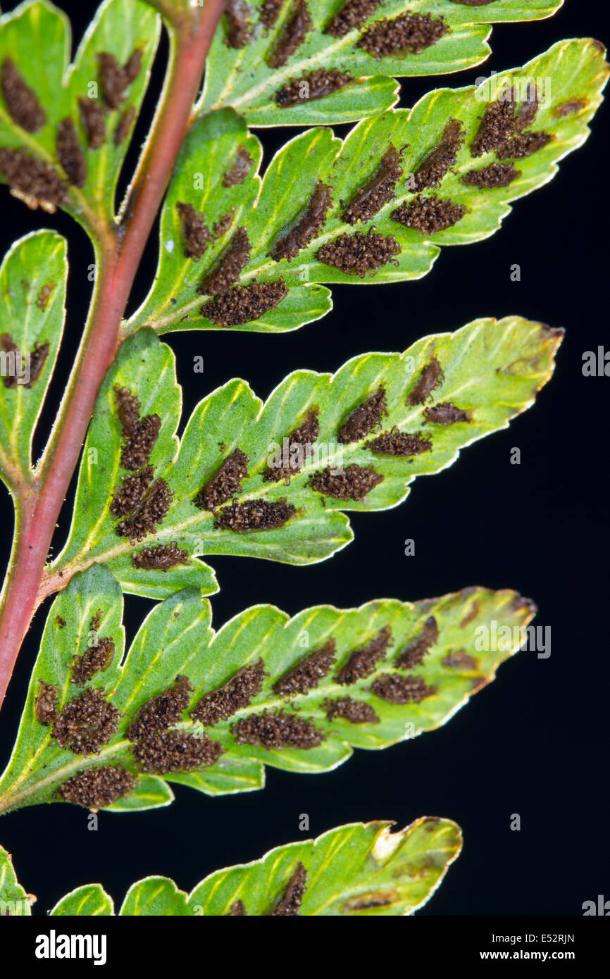 Open sporangia and spores on the backlit underside of Athyrium otophorum 'Okanum' Stock Photo