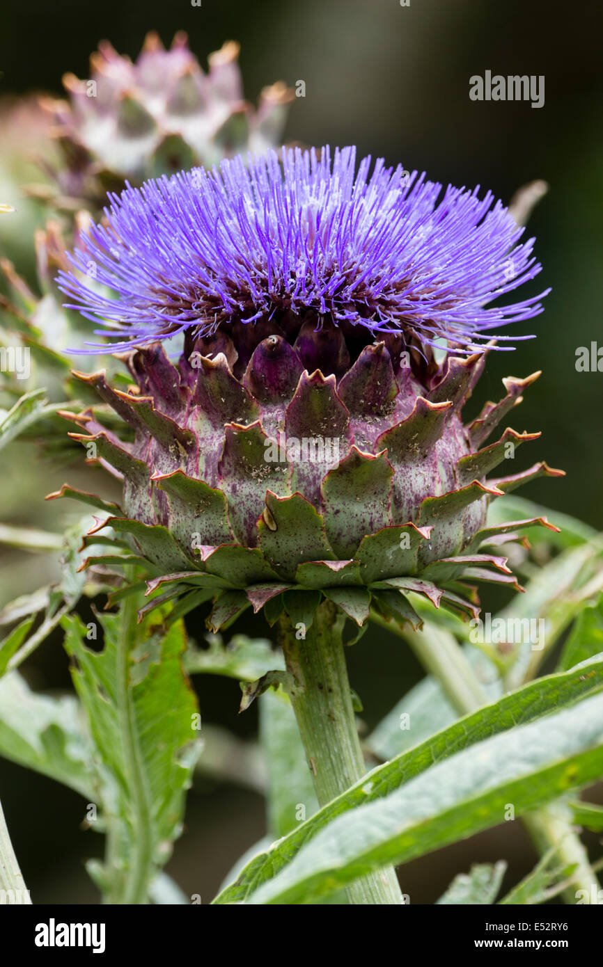 Giant thistle flower of the cardoon, Cynara cardunculus Stock Photo