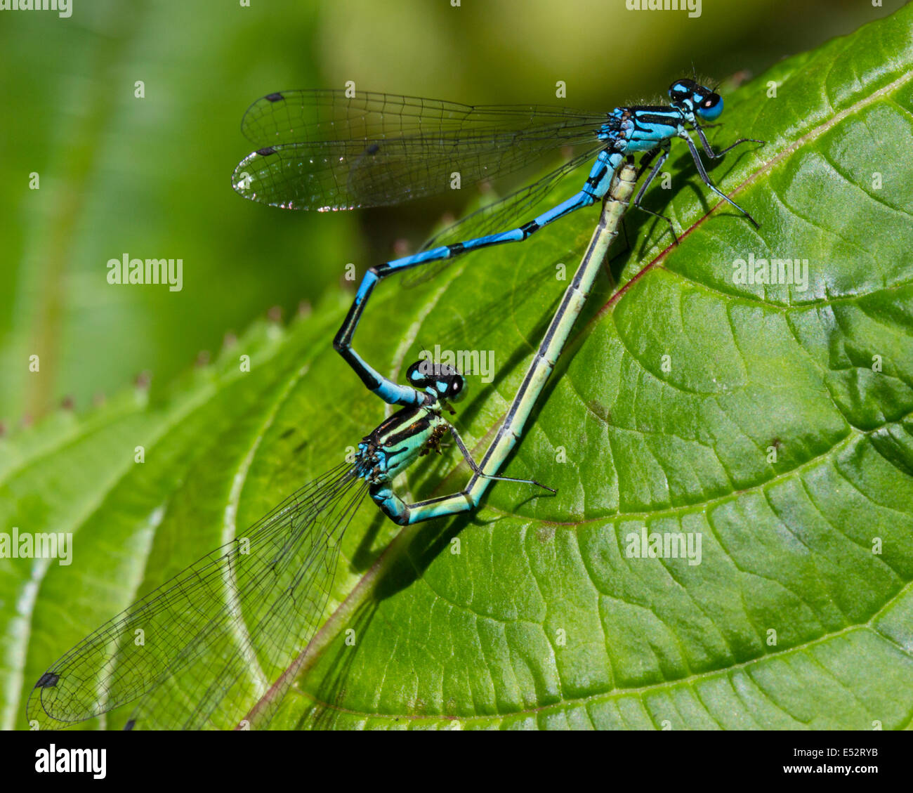 Mating wheel of common blue damselflies, Enallagma cyathigerum Stock ...