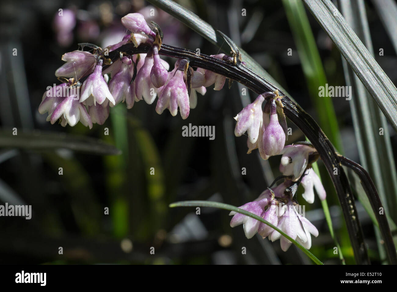 Violet and white flowers of the black mondo grass, Ophiopogon planiscapus 'Nigrescens' Stock Photo