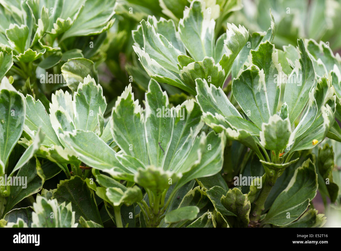 Foliage of the variegated Japanese spurge, Pachysandra terminalis 'Variegata' Stock Photo