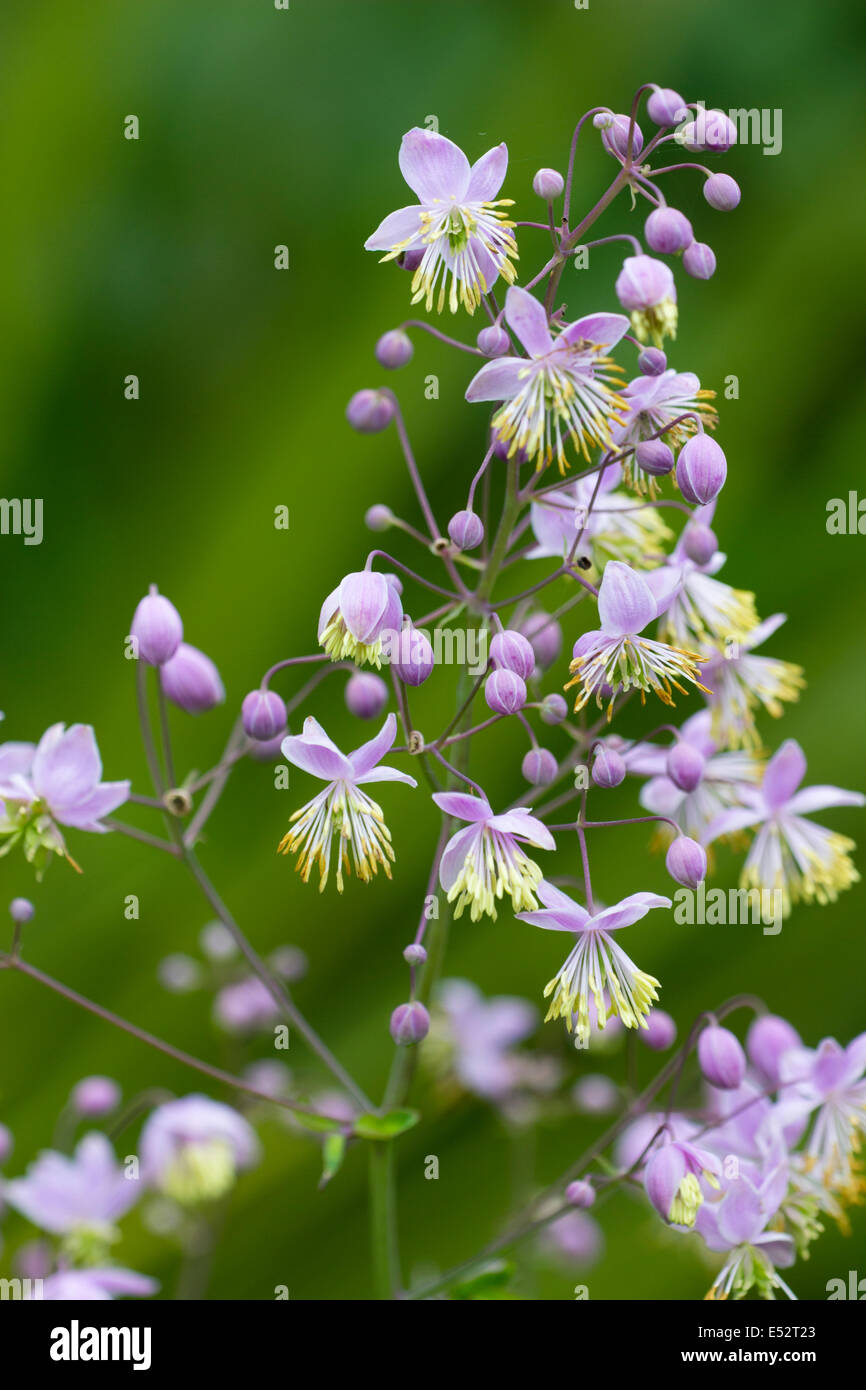 Powderpuff flowers of Thalictrum delavayi Stock Photo