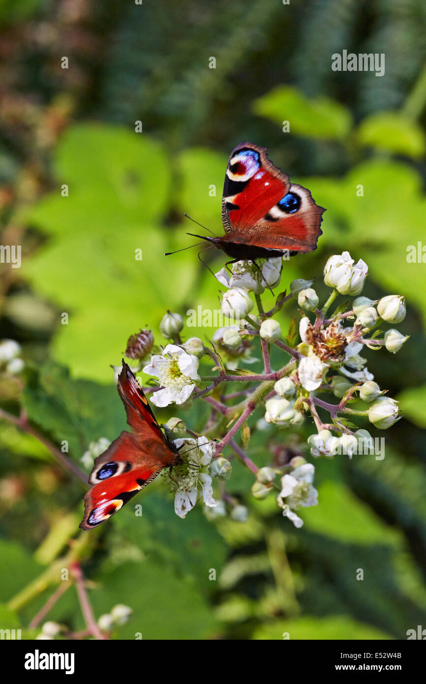 Peacock butterflies feeding on bramble flowers. Bookham Common, Surrey, England. Stock Photo