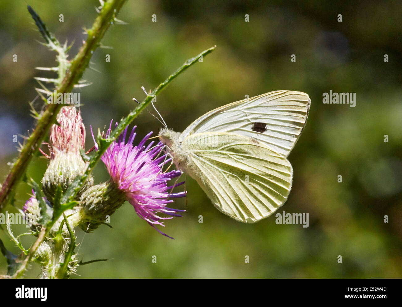 Large White butterfly (female) feeding on thistle flower. Bookham Common, Surrey, England. Stock Photo