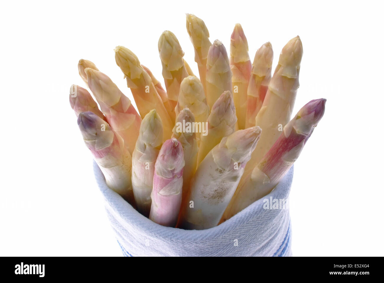 Fresh harvesting asparagus from Beelitz / Germany Brandenburg Stock