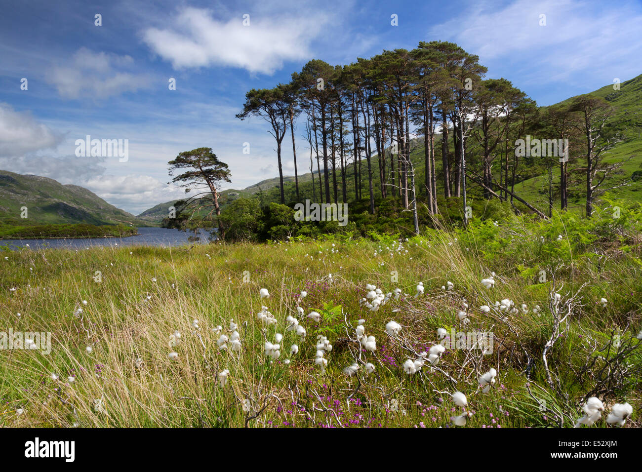 Pine trees on a small island on Loch Eilt, Highland, Scotland. Stock Photo