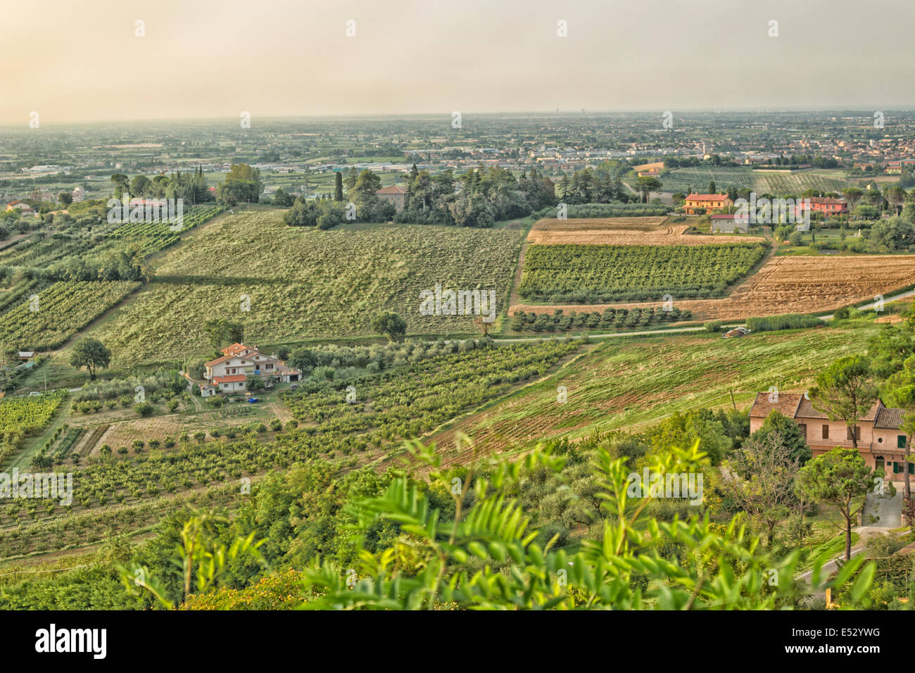 Green vineyards on hill hi res stock photography and images Alamy