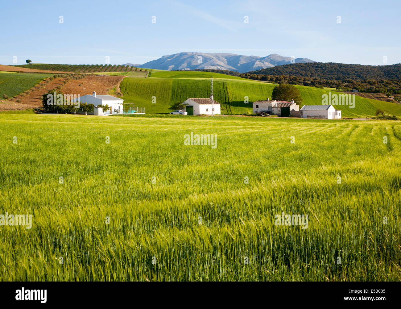 Farmhouse and barns set in rolling arable fields green barley crop near Alhama de Granada, Spain Stock Photo