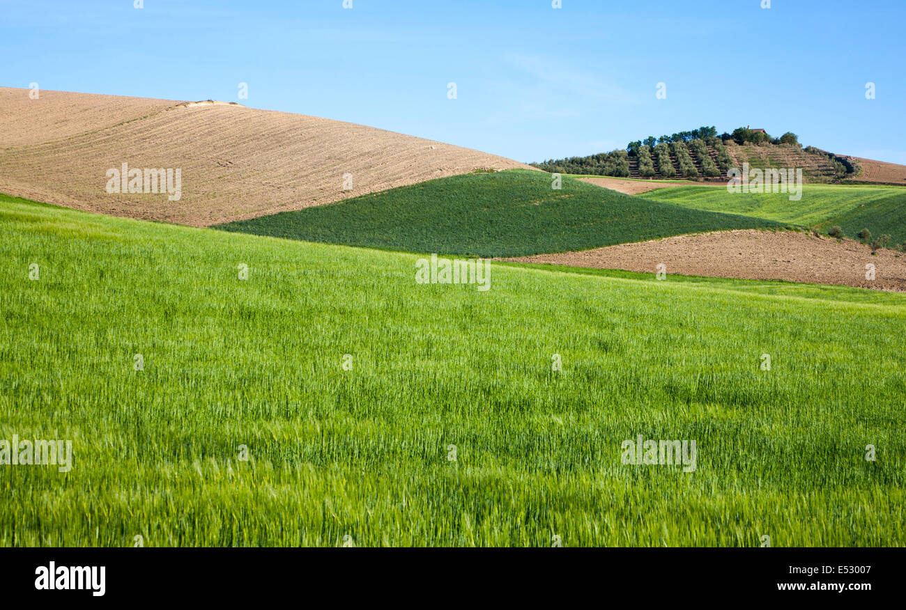 Rolling arable fields green barley crop near Alhama de Granada, Spain Stock Photo