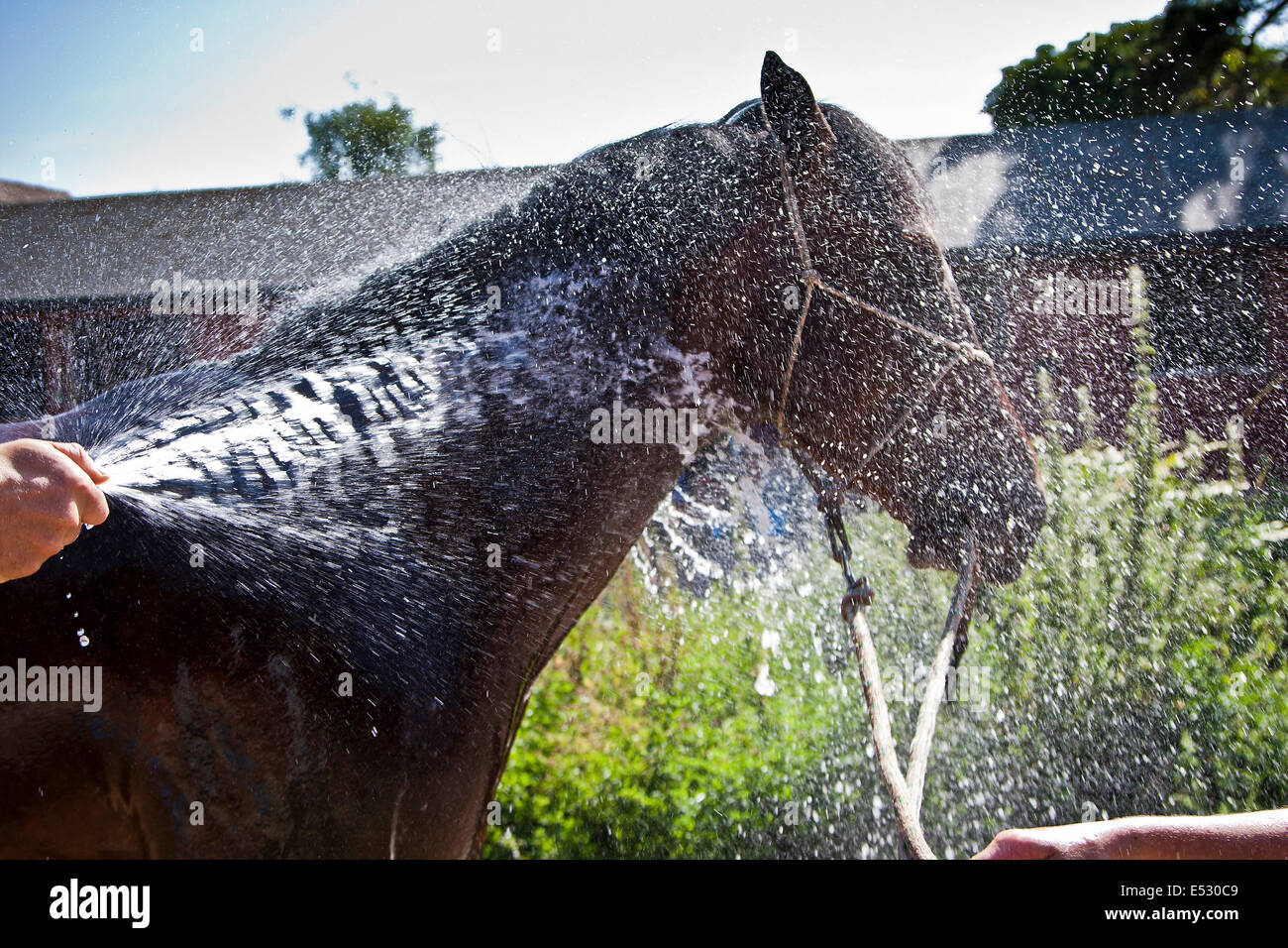 'To the Victor' 2 year old race horse gets a summer cool down in the stable yard in Epsom Stock Photo