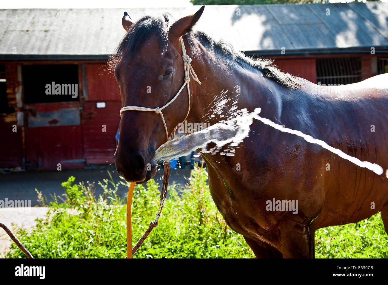'To the Victor' 2 year old race horse gets a summer cool down in the stable yard in Epsom Stock Photo