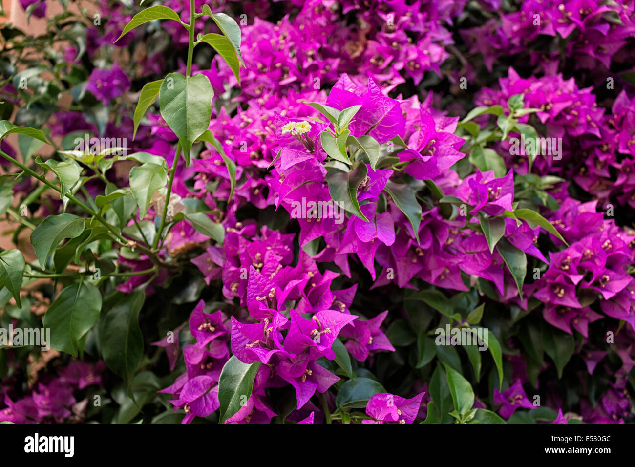 Bougainvillea glabra: glossy, dark green leaves and glorious magenta floral bracts. Stock Photo