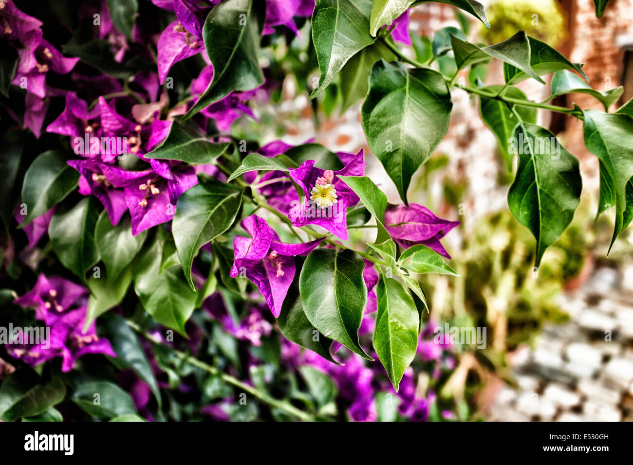 Bougainvillea glabra: glossy, dark green leaves and glorious magenta floral bracts. Stock Photo