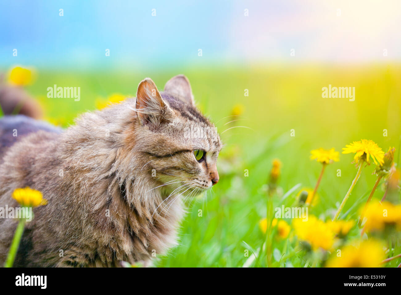 Cute siberian cat walking in the dandelion meadow Stock Photo - Alamy